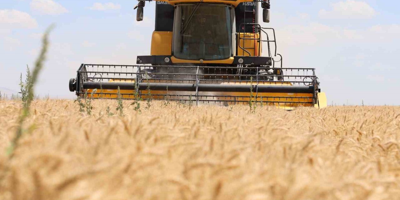 Konya’da Buğday Rekoltesinde Düşüş