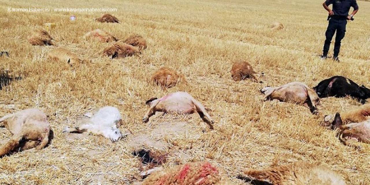 Karaman’da Otlatmak İçin Salınan Koyunlar Ölmüş Halde Bulundu