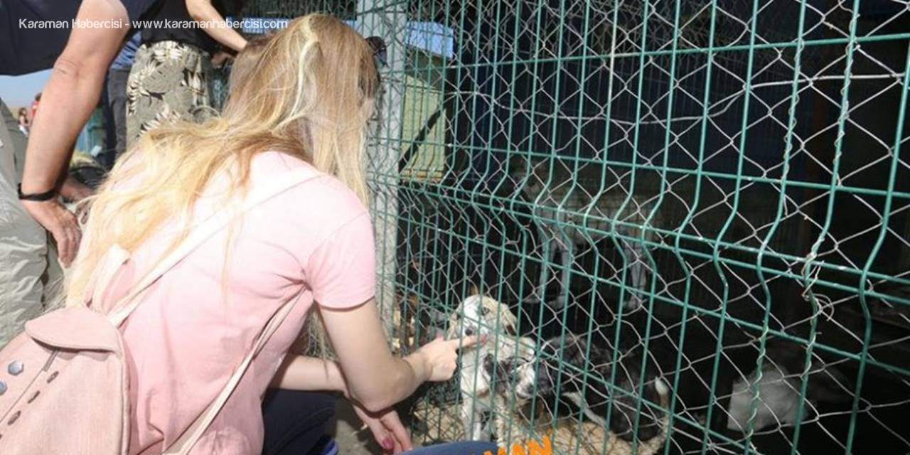 Barınakta Durumlar Güzel Ya Sokakta!