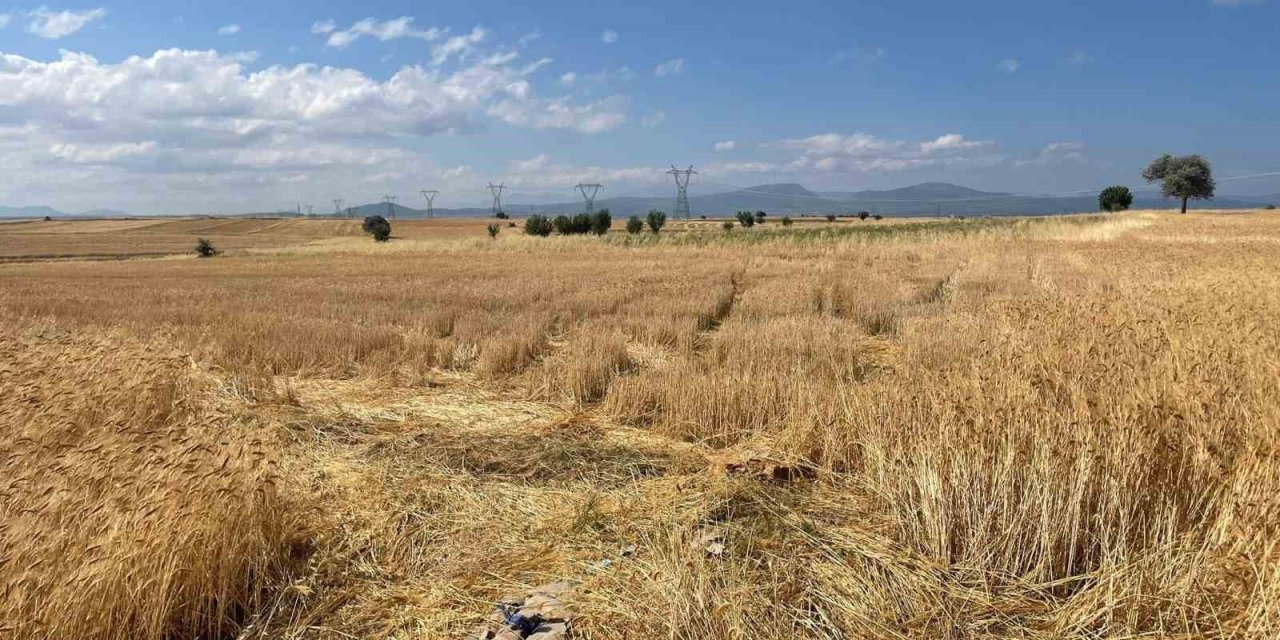 Konya’da Buğday Hırsızlığı