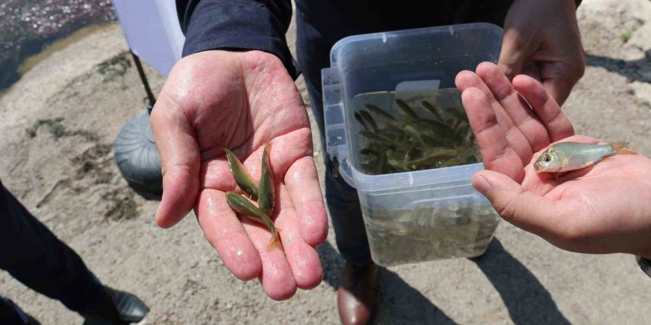 Beyşehir Gölü Ve Beyşehir’in Göletlerine Yavru Sazan Takviyesi
