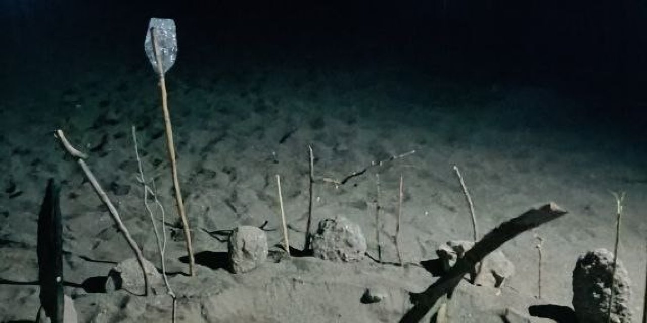 Caretta Carettalar Gazipaşa Sahiline Yumurtalarını Bıraktı