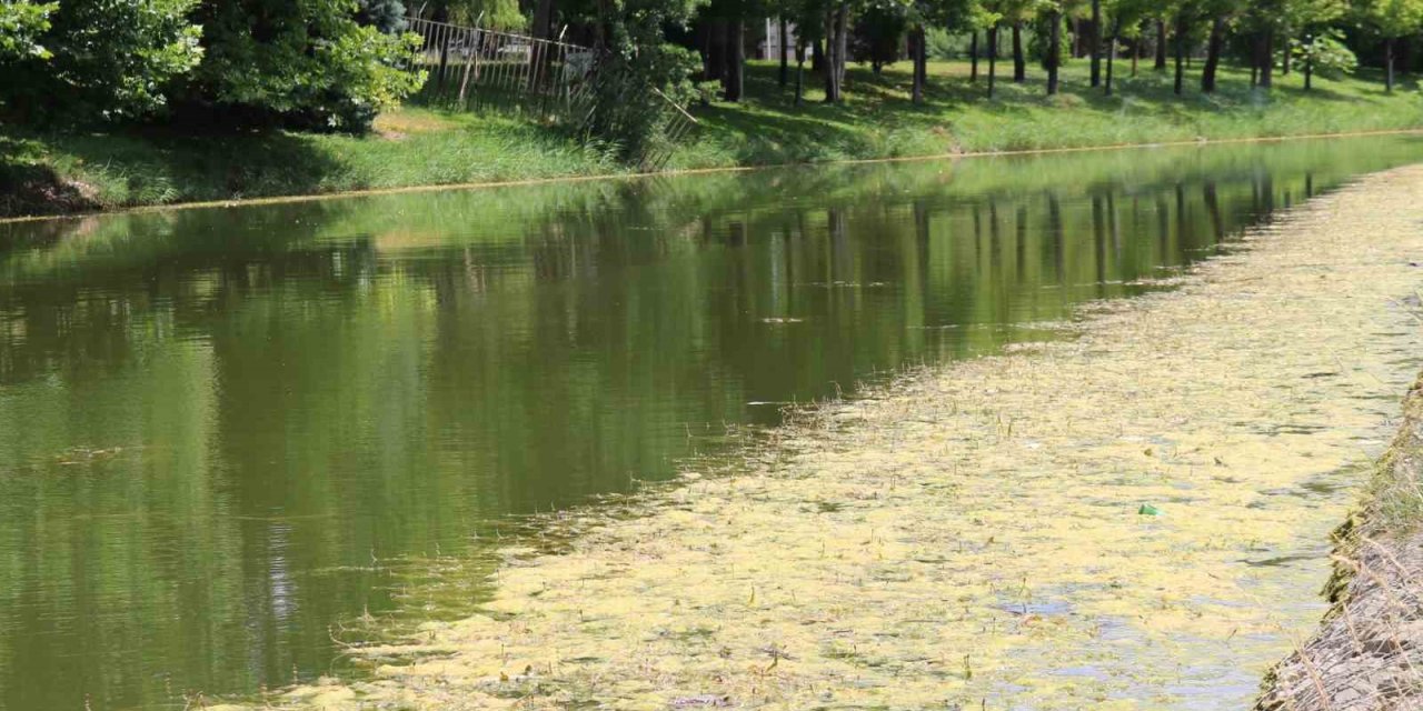 Porsuk Çayı Yosun Tuttu