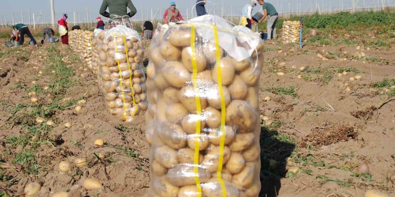 Niğde’de Yazlık Patates Ekimi Yüzde 200 Arttı