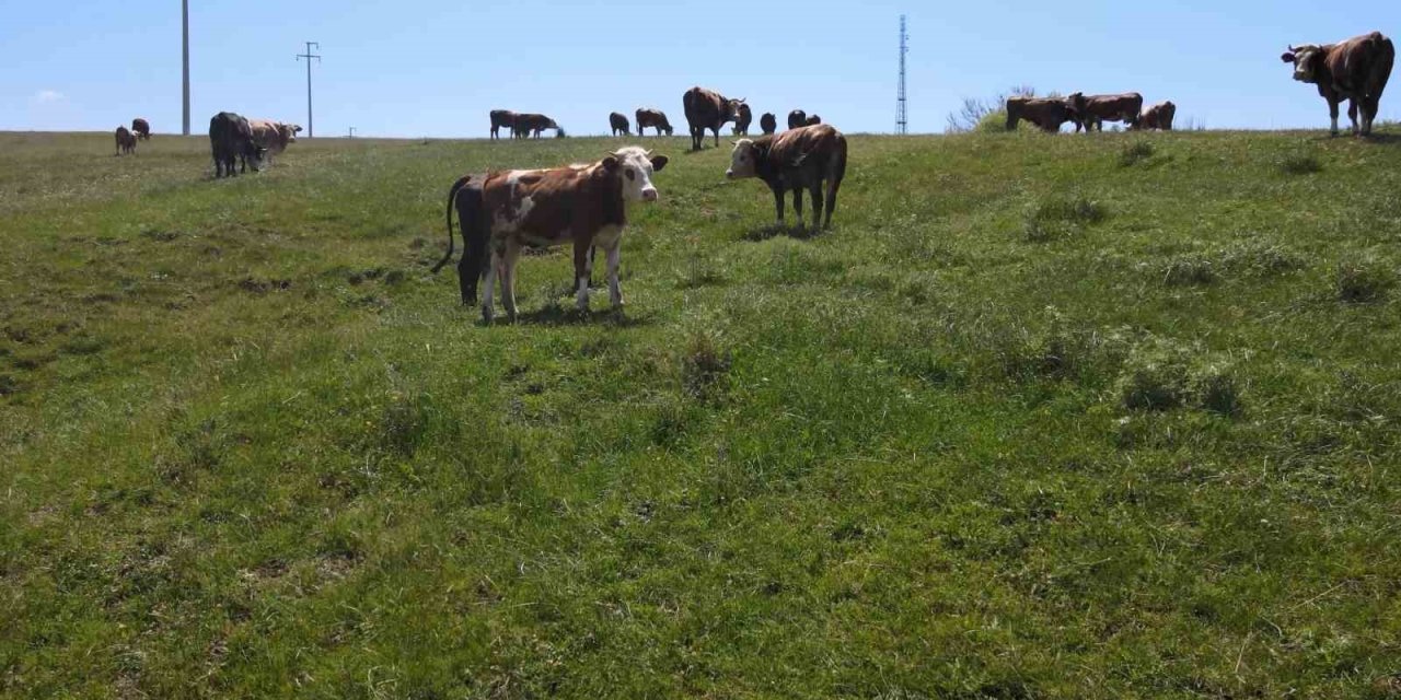 Niğde’de Buzağı Destekleri İle İlgili Önemli Duyuru