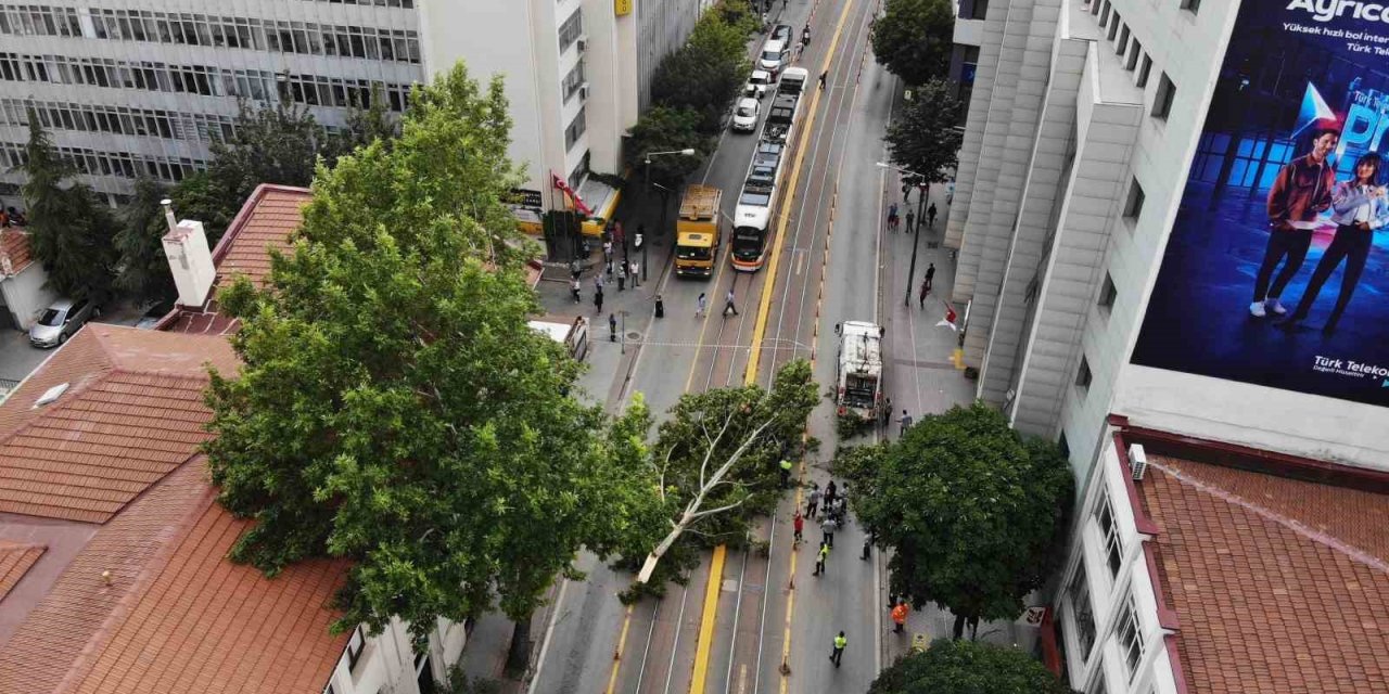 Ağaç Dalı Yaya Ve Araç Trafiğinin Ortasına Düştü, Facia Kıl Payı Atlatıldı