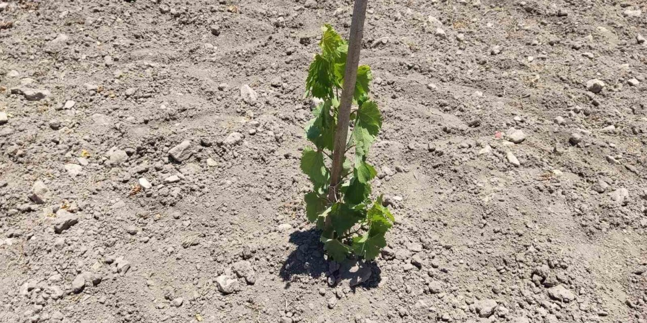Eskişehir’de ’güny’üzüm Projesi’ İle Dikilen Fidanlar Yeşeriyor