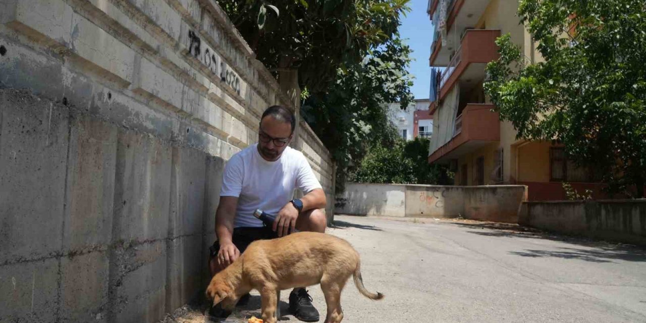 Sokak Köpeğine Şiddete Şahit Oldu, Üzerine Kayıtlı Olmadığı İçin Şikayetçi Olamadı