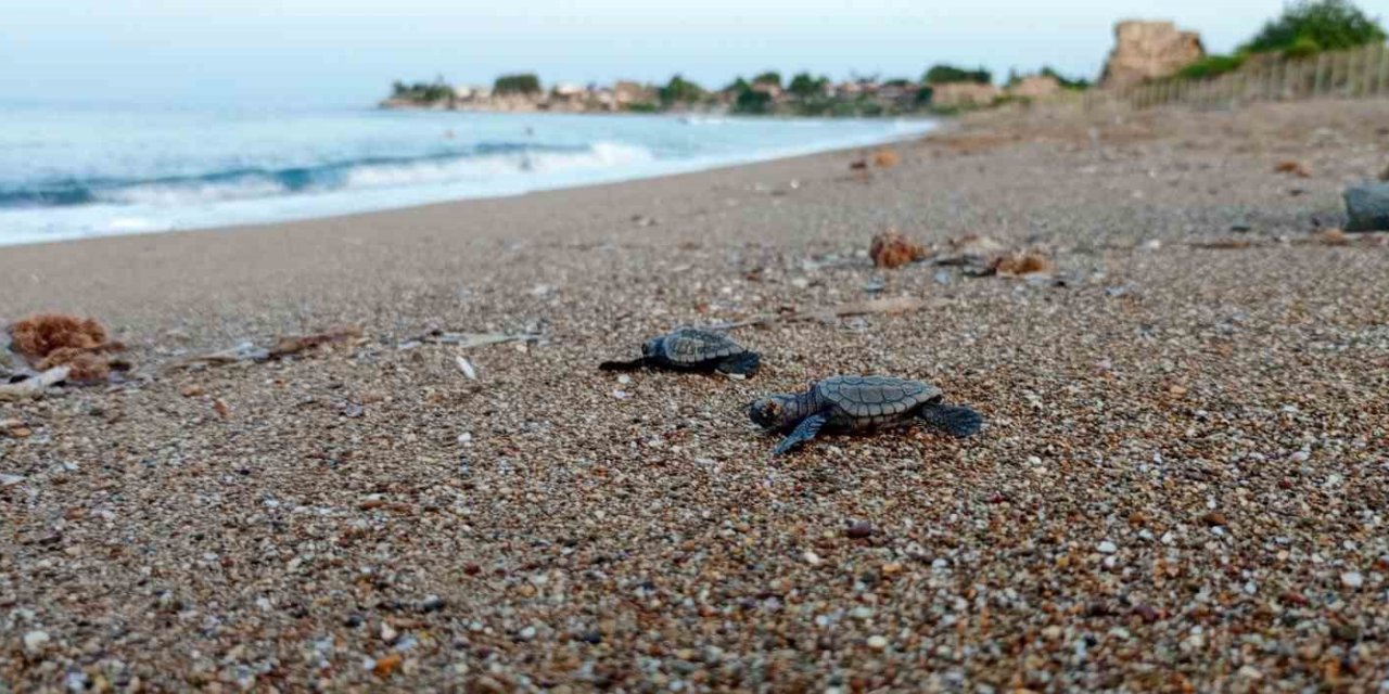 Manavgat’ta Caretta Caretta Koruma Çalışmaları Sürüyor