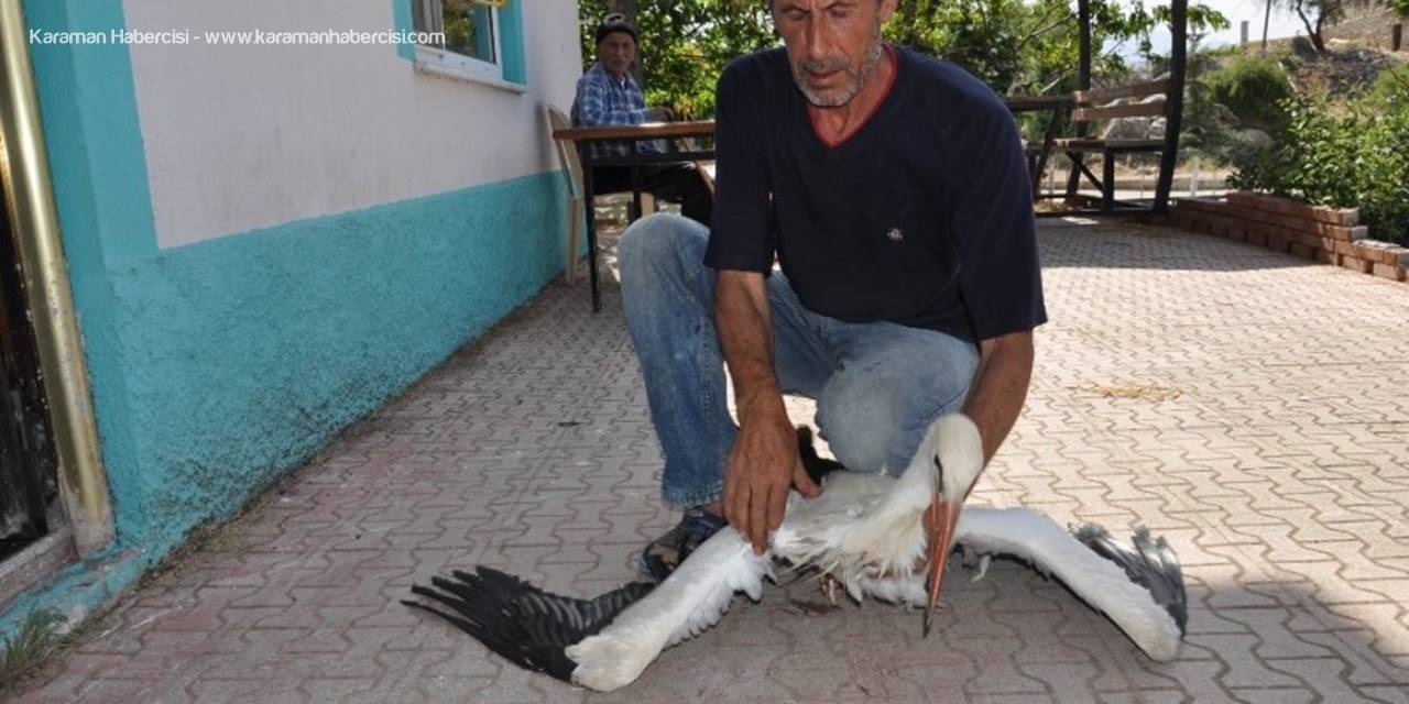 Beyşehir'de Yaralı Leylekler Tedavi Altına Alındı