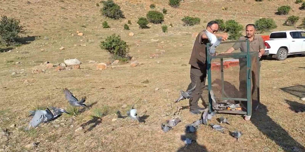 Tedavileri Yapılan Güvercinler Doğaya Yeniden Salındı
