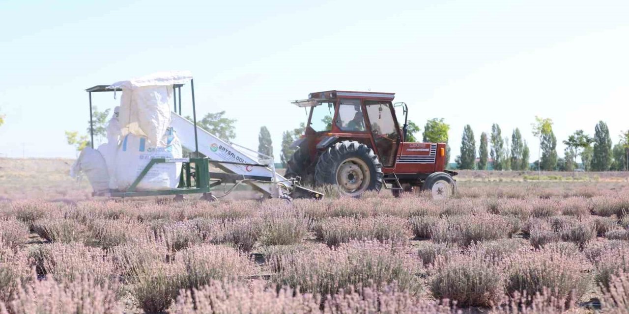 Karatay Lavanta Bahçeleri’nde Hasat Zamanı