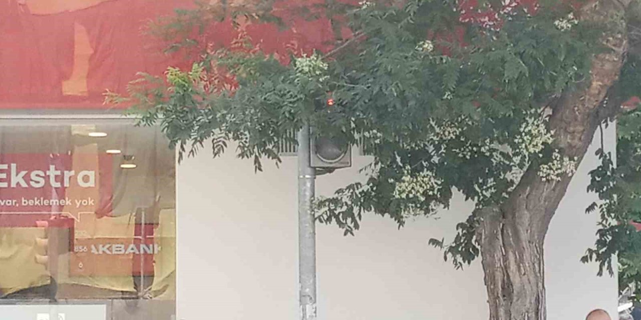 Uzayan Ağaç Dalları Trafik Lambasının Önünü Kapattı