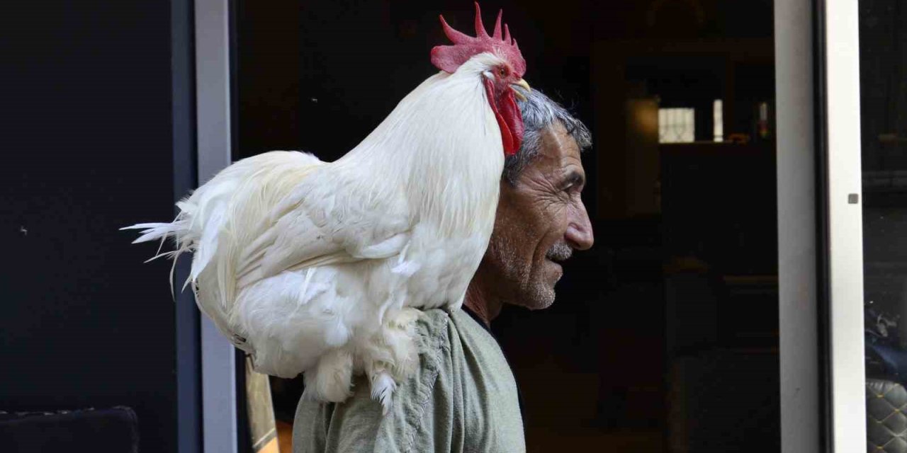 Motosikletle Gezen Horoz Beşbeş Mersin’de İlgi Odağı Oldu