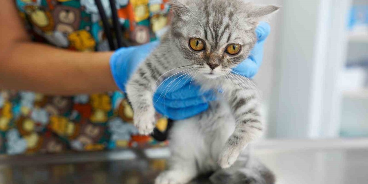 Sahiplendirilen Can Dostlar Sıcak Yuvalarına Teslim Edildi