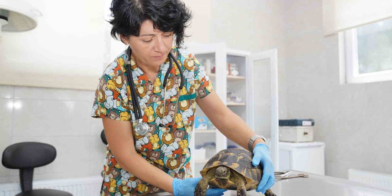 Tedavileri Tamamlanan Kaplumbağalar Doğaya Bırakıldı