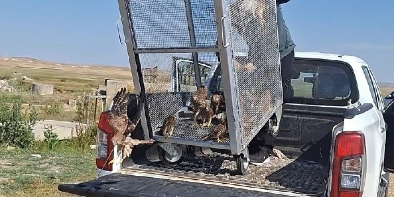 Sağlıklarına Kavuşan Kerkenezler Doğaya Salındı