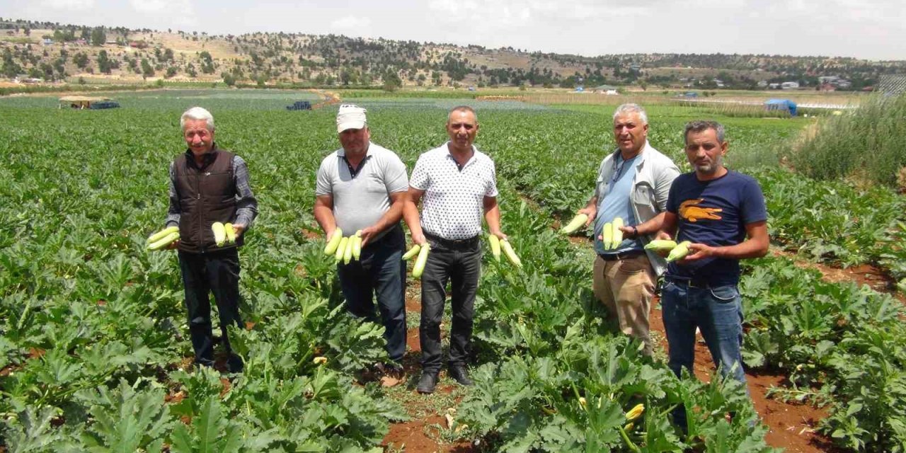 Kabak Üreticisi İhracat İçin Yeni Ülkeler Arıyor