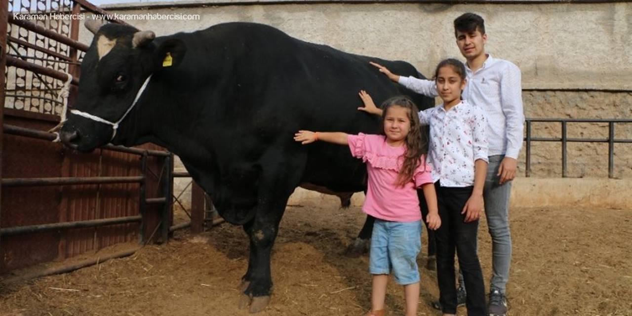 Konya'da 2 Tonluk Boğa 70 Bin Liradan Satışta