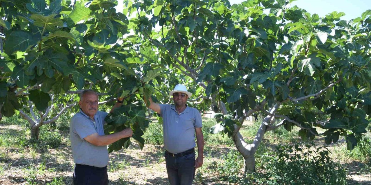 800 Rakımlı Mahallede Yaş İncir Rekoltesi Üreticinin Yüzünü Güldürecek
