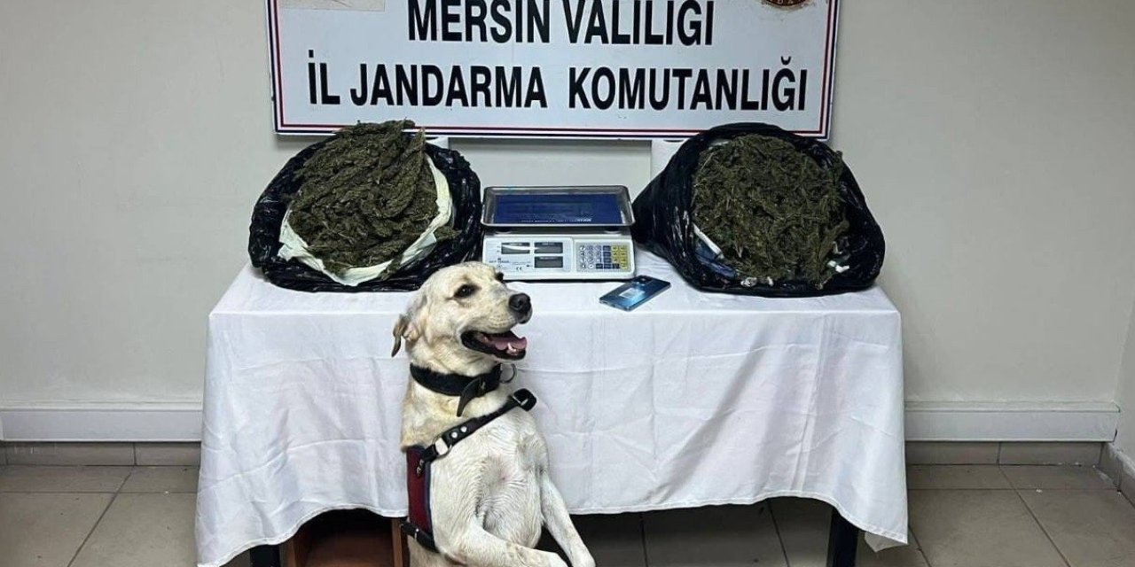 Jandarma 3 Adrese Baskın Yaptı, 14 Kilo Esrar Ele Geçirdi