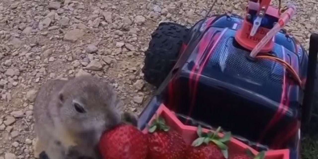 Gelengilerin Çilek Ve Üzüm Keyfi Kamerada