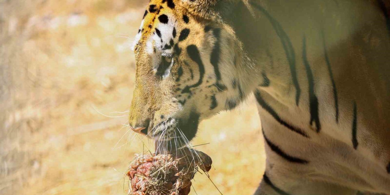 Bengal Kaplanları İçin Etten Pasta Yapıldı