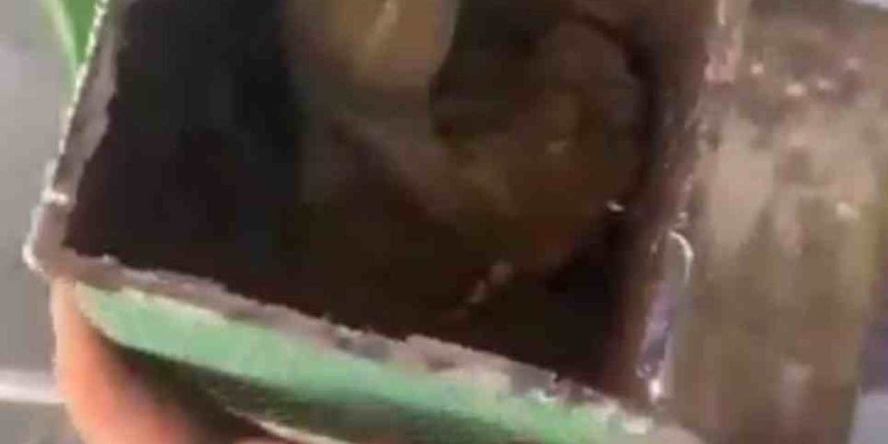 Kamelyanın İçine Düşen Kuşu İtfaiye Kurtardı