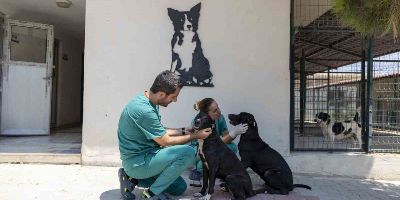 Veteriner Hekim Benli: "geçen Yıl 6 Bin Patili Dostumuzu Kısırlaştırdık"