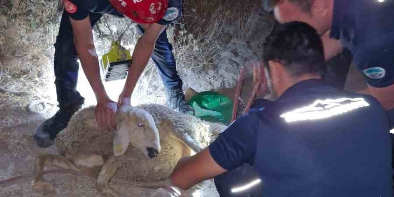 30 Metrelik Kuyuya Düşen Koyunu İtfaiye Kurtardı