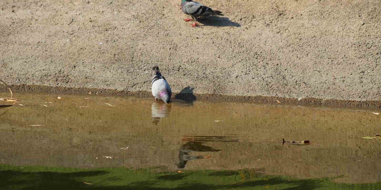 Sıcaktan Bunalan Güvercinler Porsuk Kenarında Serinlemeye Çalıştı