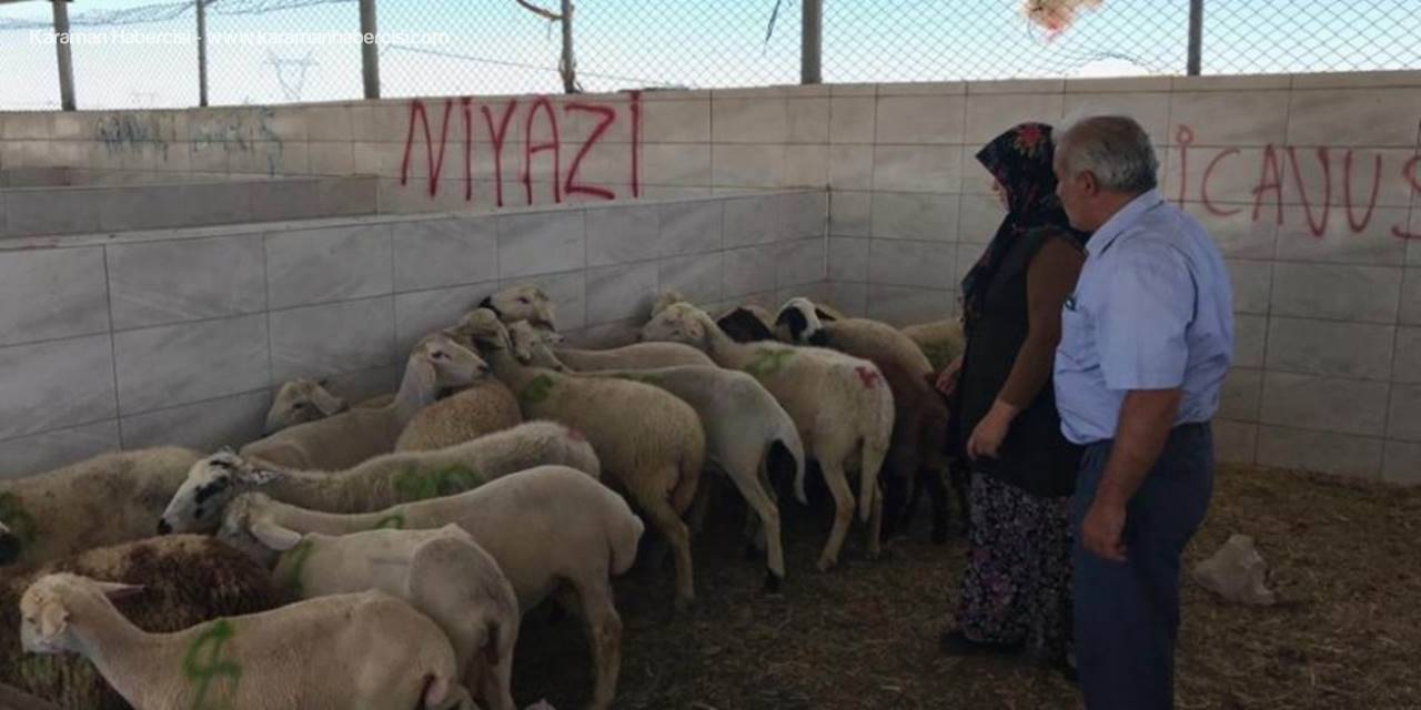 Ereğli'de 20 Noktadan 164 Hayvan Çaldılar