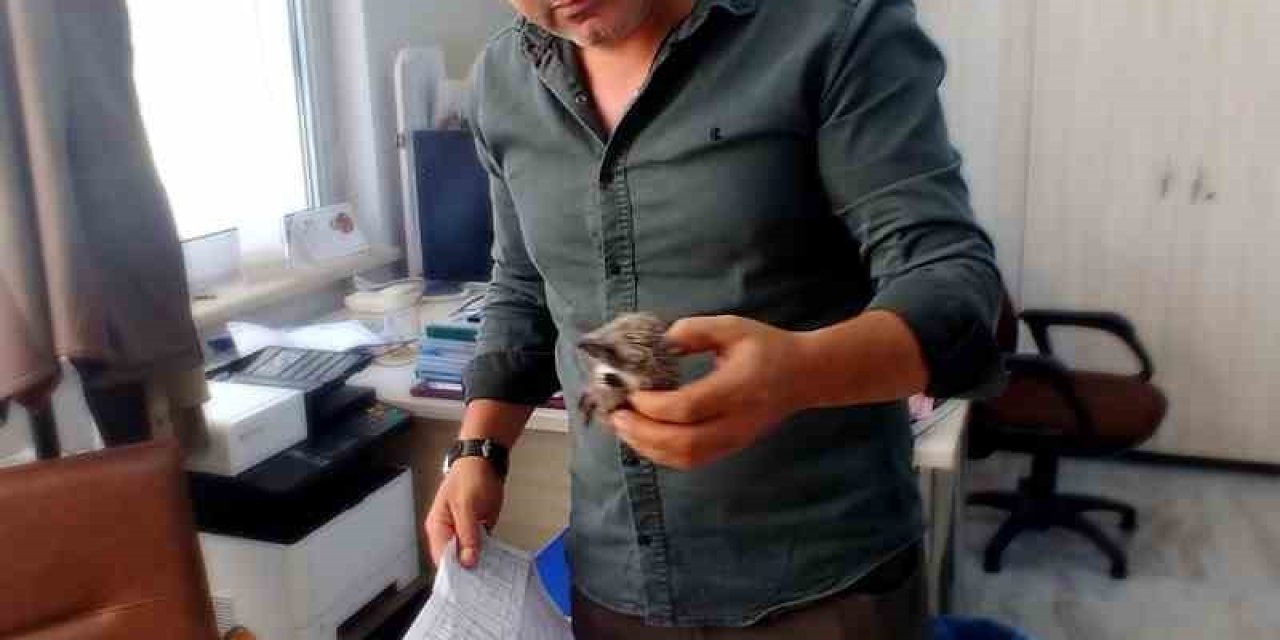Yaralı Kirpi Tedavi Altına Alındı