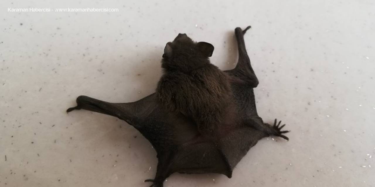 Yolunu Şaşıran Yarasa Karaman'da Esnafı Şaşırttı