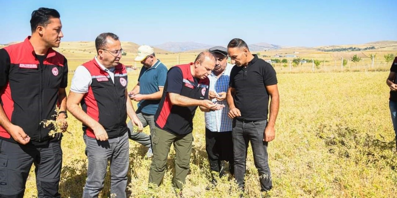 İl Müdürü Saklav, Çiftçilerle Hasat Yaptı