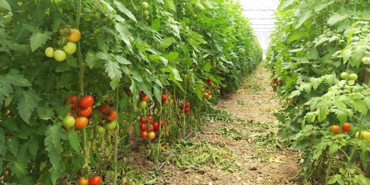 Eskişehir Hastalık Ve Zararlı Kontrolleri Devam Ediyor