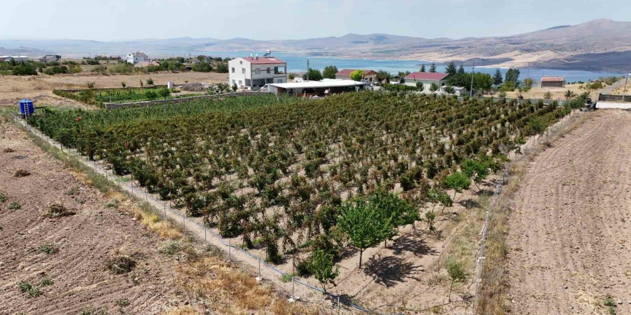 Kayserililer Böğürtleni Dalında Yiyor