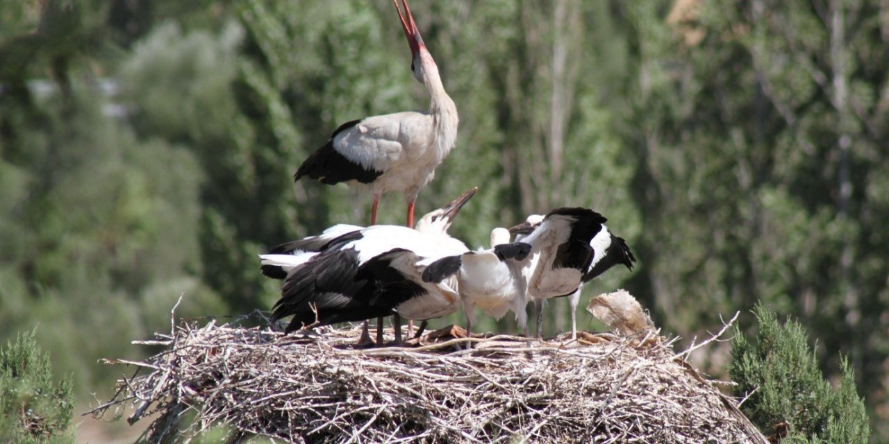 Leylekler Vadisi’nde “lak Lak” Sesleri Sustu