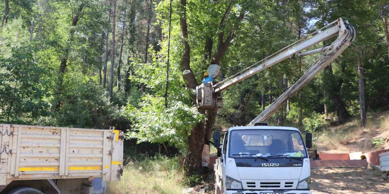 Alanya Belediyesi’nden Doğa Mirası Ağaçlara Bakım Ve Rehabilitasyon