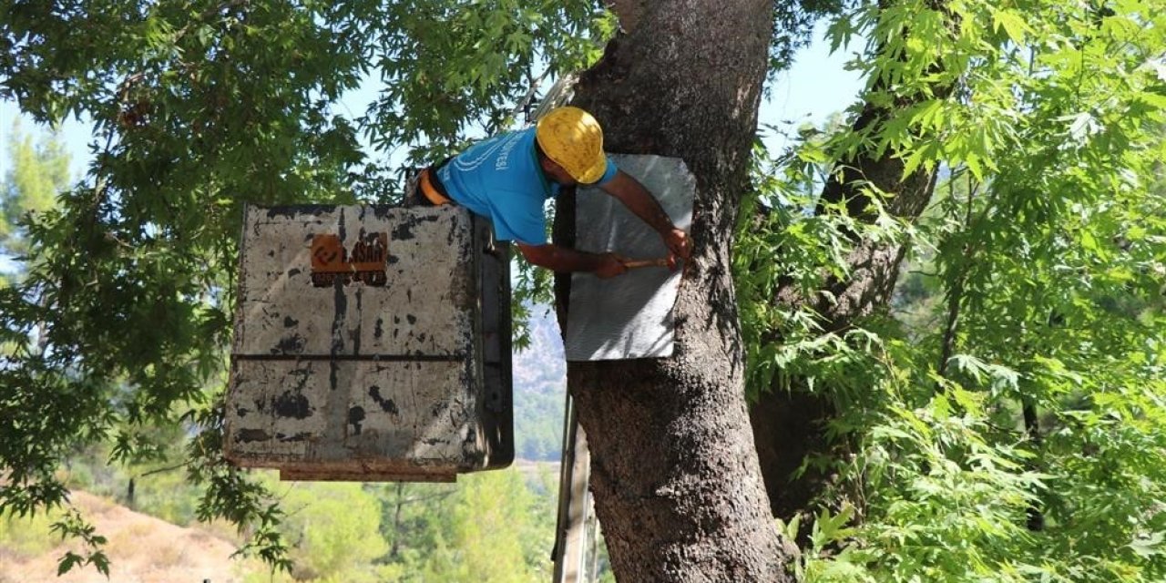 Alanya’da Doğa Mirası Ağaçlara Bakımları Yapıldı