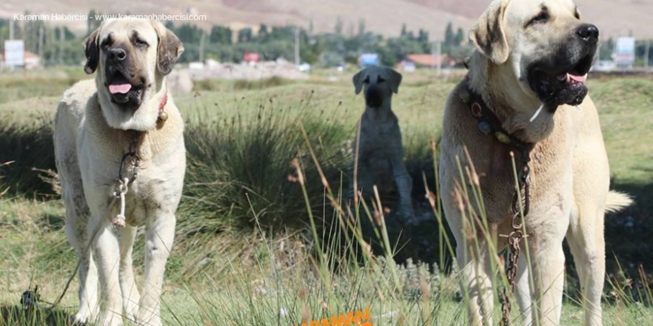 Aksaray Malaklısının Merak Edilen Geçmişi