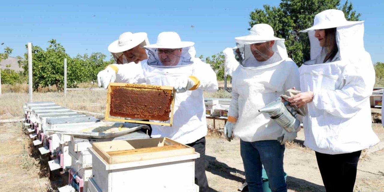 Kayü’de Bal Hasadı Gerçekleştirildi