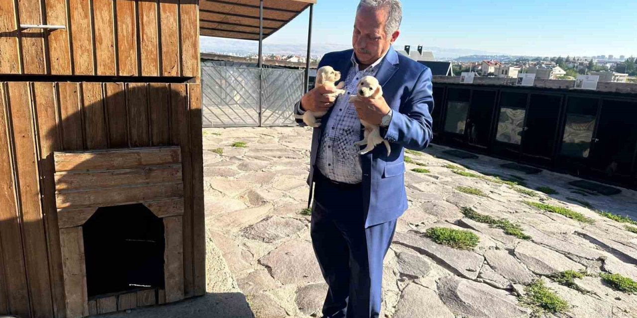 Ali Dağı Mini Çiftliğin Sevimli Patileri