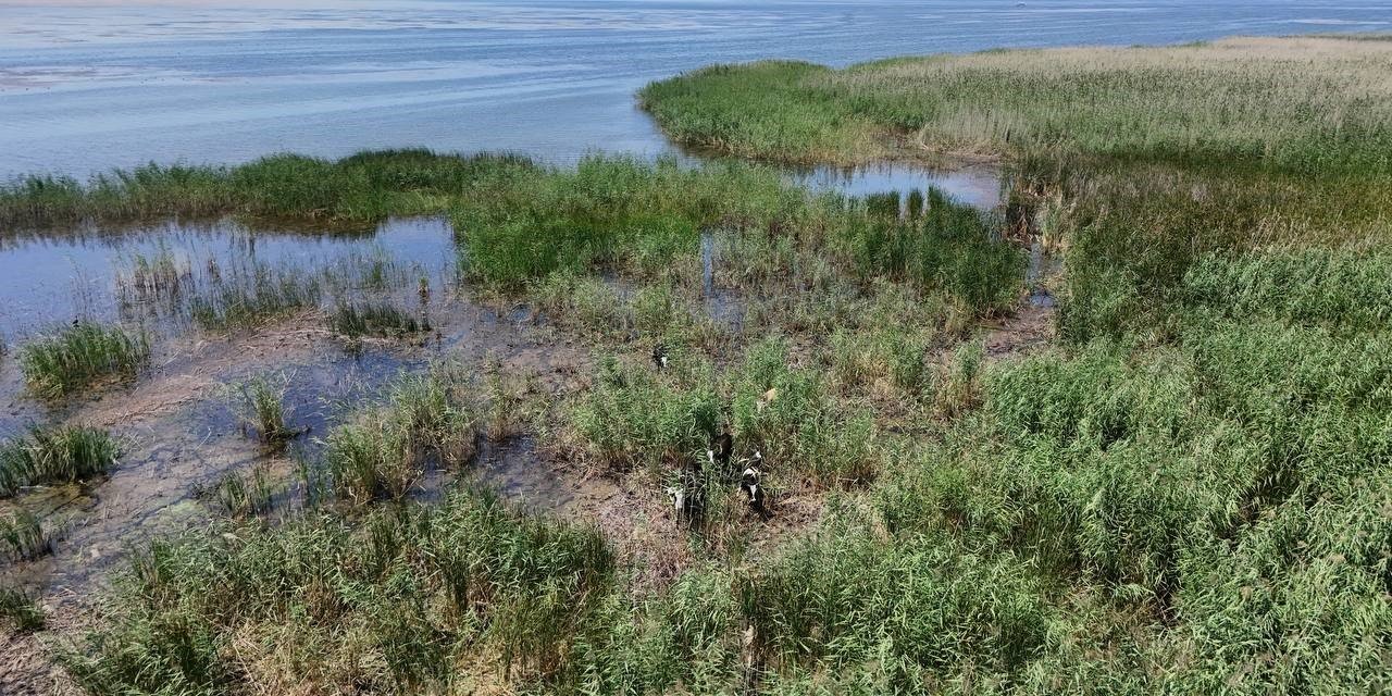 Sazlıklarla Kaplanan Beyşehir Gölü Kıyılarında Serinleyen İnekler Böyle Görüntülendi