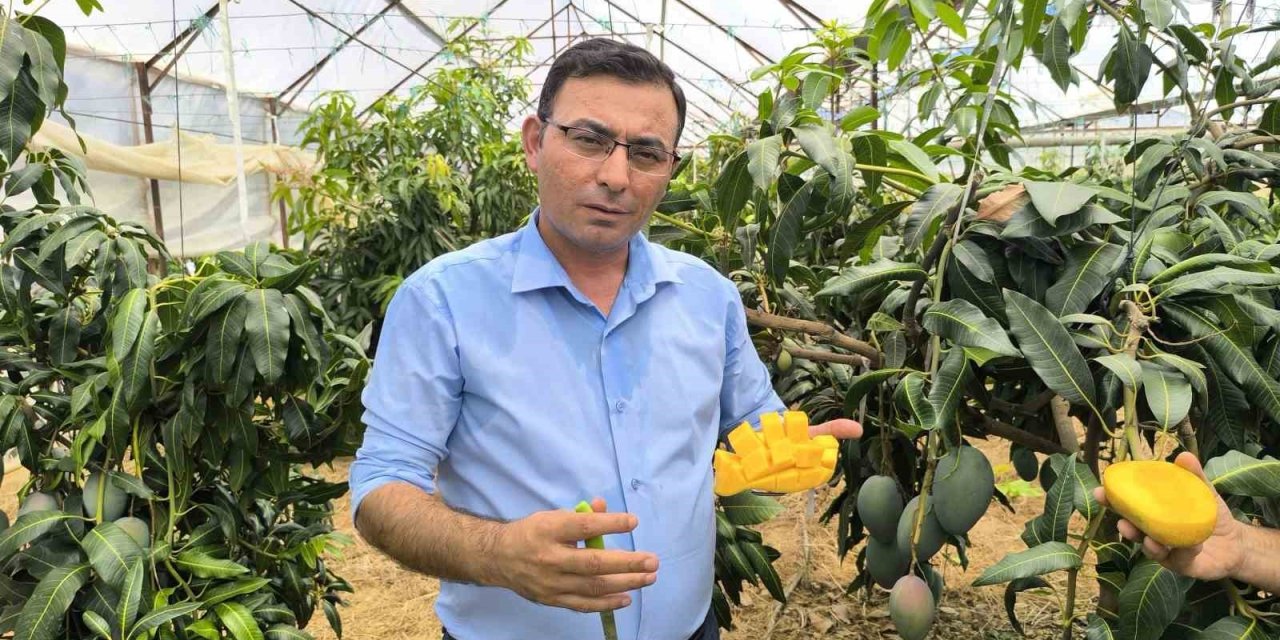 Alanya’da Mango Hasadı Başladı