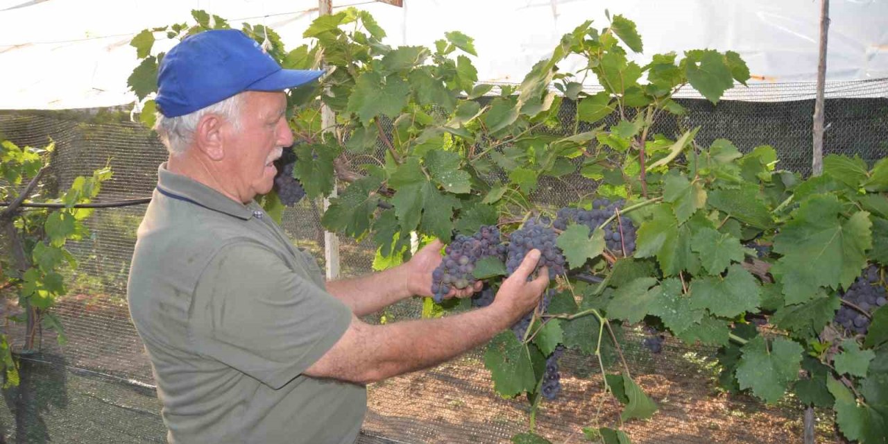 Atalarından Kalan Asırlık Üzüm Bağlarını Ayakta Tutmak İçin Çabalıyor