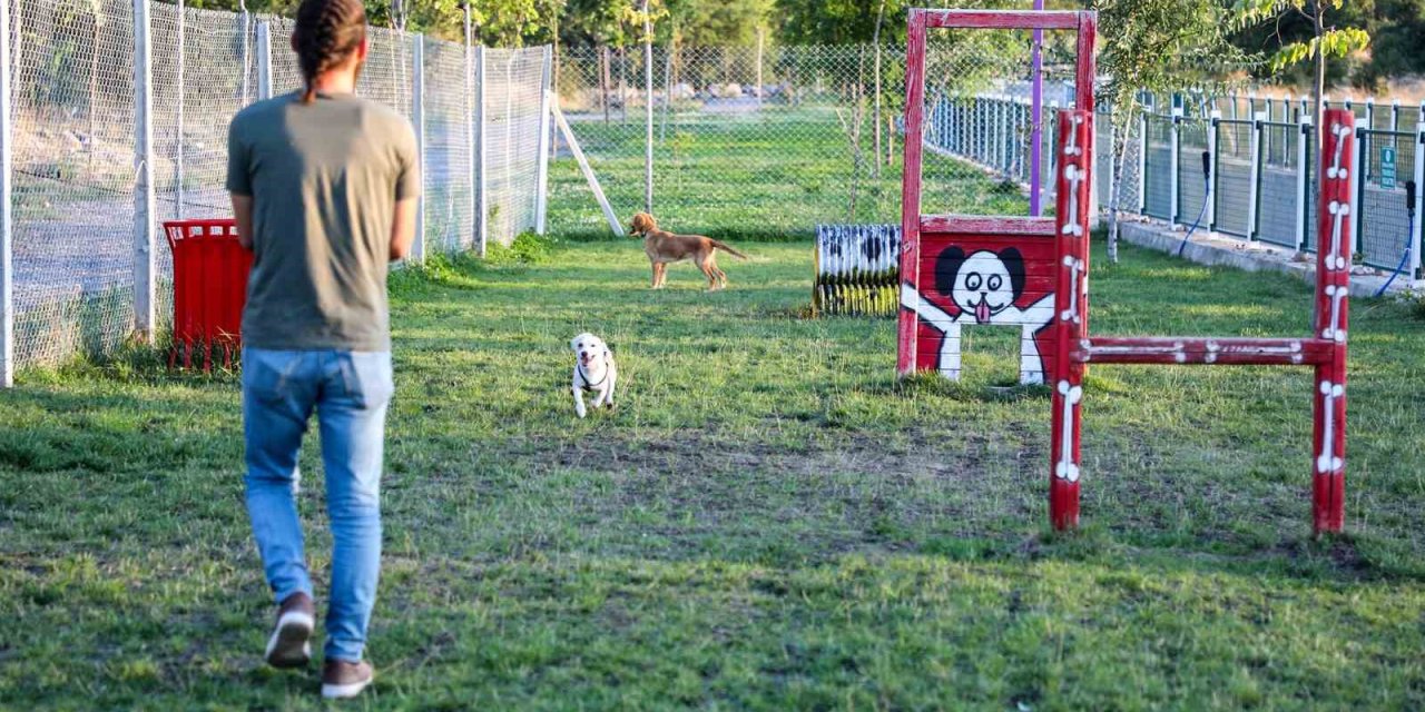 Talas’ta Hayvanlara Özel Patiyol