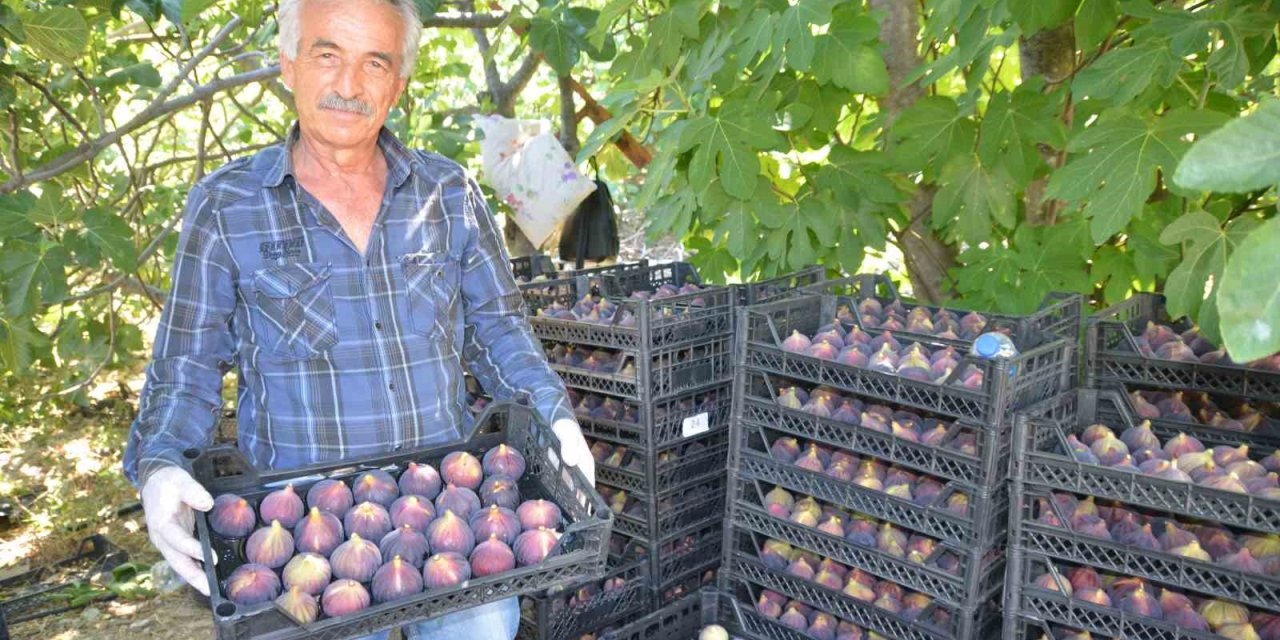 Antalya’da İncir Hasadı Başladı