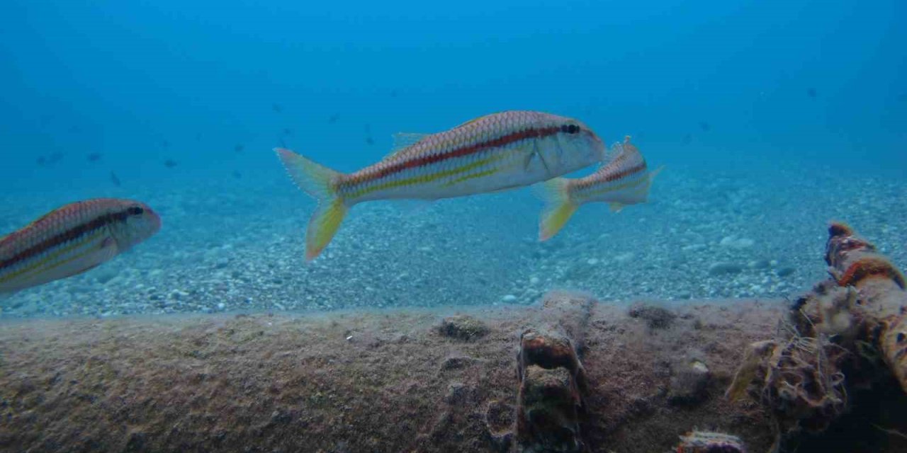 Antalya’da Rekor Sıcaklık Denizdeki Balık Türlerini Ve Omurgasız Canlıları Yok Ediyor