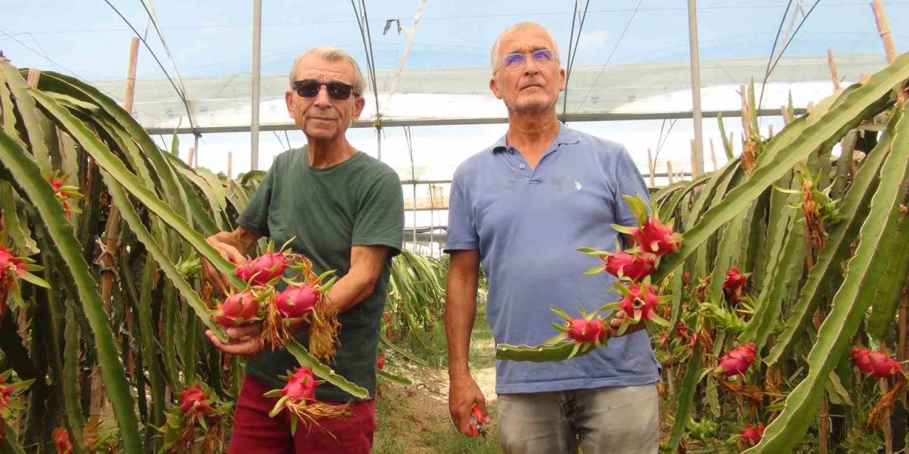Mersin’de Tropikal Ejder Meyvesinde Hasat Dönemi